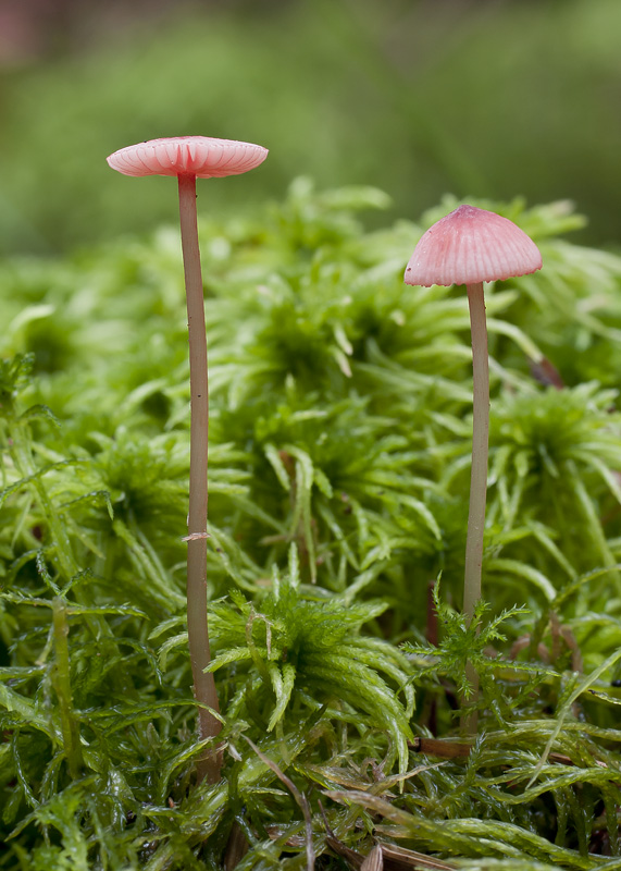 Mycena rosella